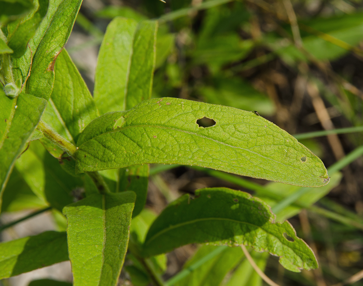 Изображение особи Inula germanica.