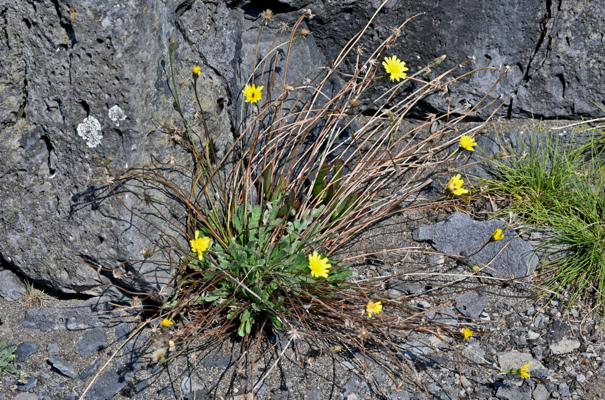 Image of Leontodon saxatilis specimen.