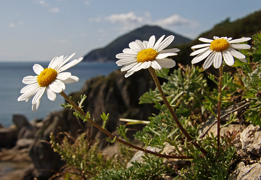Image of Chrysanthemum coreanum specimen.