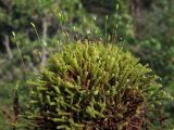 Paludella squarrosa. Гаметофиты и спорогоны. Магаданская обл., окр. г. Магадан, басс. р. Балахапчан, заболоченный участок на склоне сопки. 14.07.2025.