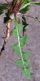 Taraxacum distantilobum. Лист. Свердловская обл., окр. г. Североуральск, дачный участок. 12.06.2024.