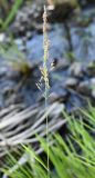 семейство Poaceae