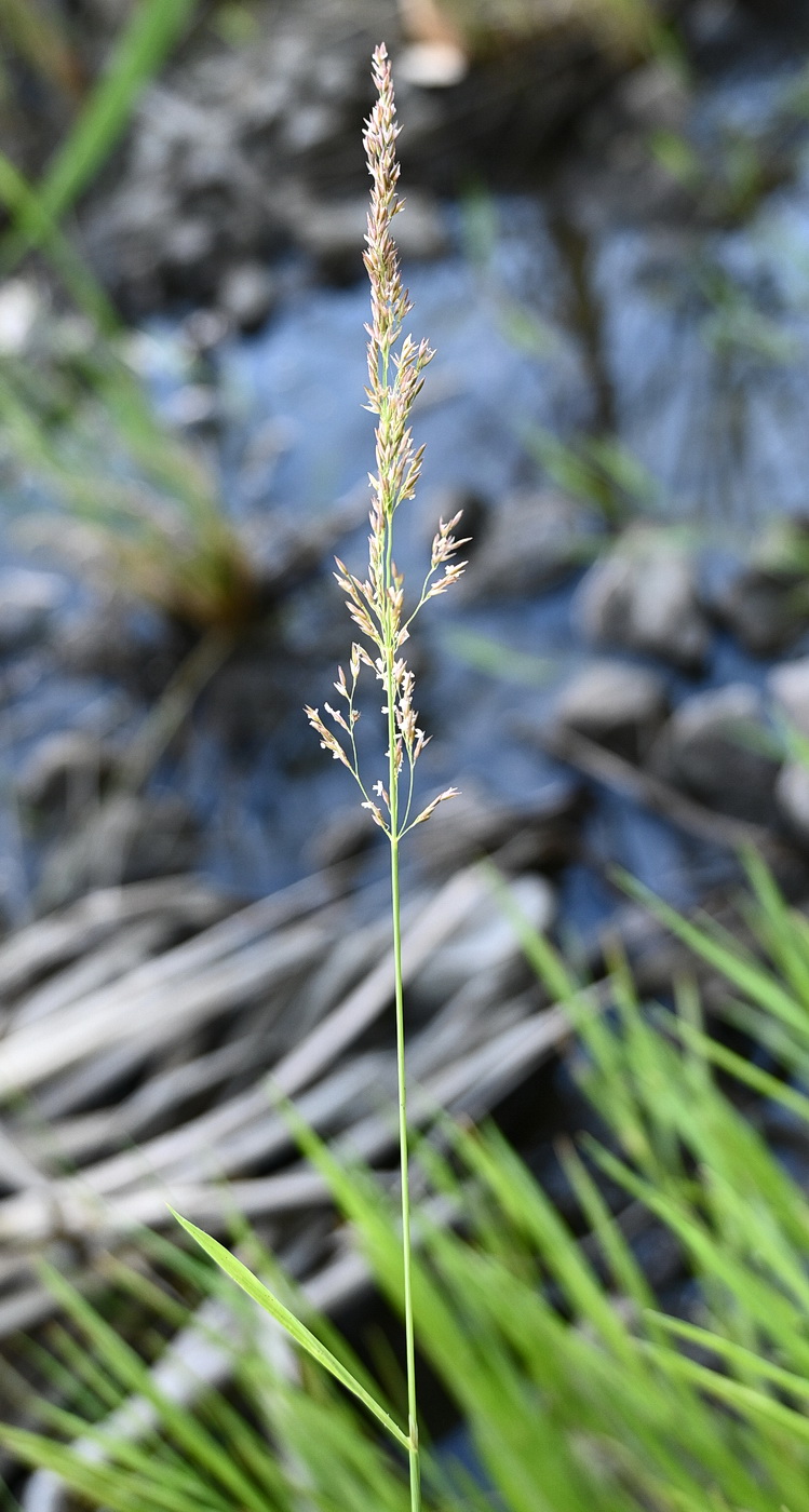 Изображение особи семейство Poaceae.