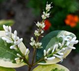 Ligustrum ovalifolium. Соцветия(?). Волгоград, Красноармейский р-н, пос. 1-3, палисадник. 28.06.2026.