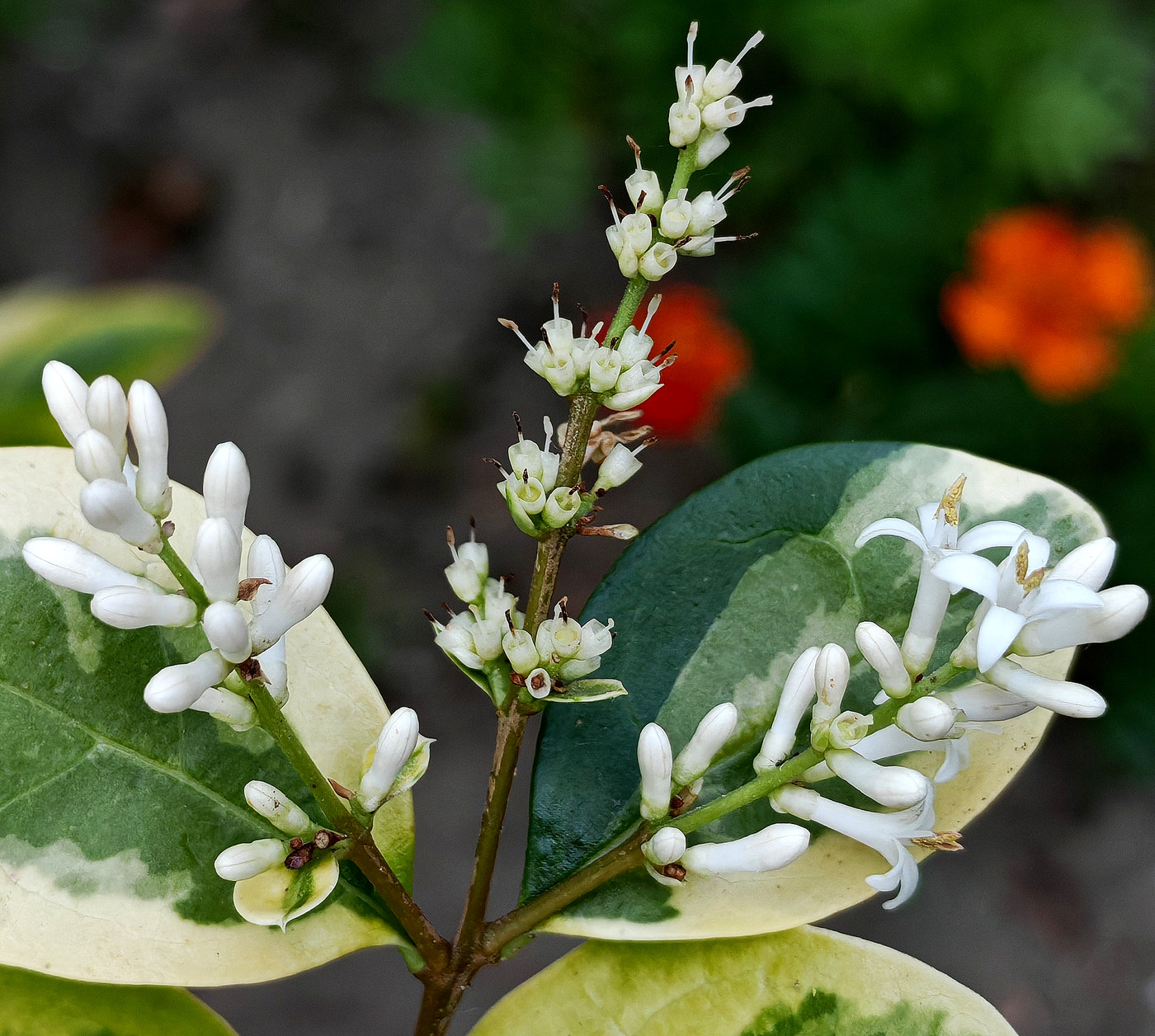 Image of Ligustrum ovalifolium specimen.