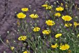 Tolpis succulenta. Верхушки побегов с распустившимися и нераспустившимися соцветиями. Португалия, о-в Мадейра, мыс Сан-Лоренцо, каменистый склон. 12.06.2026.
