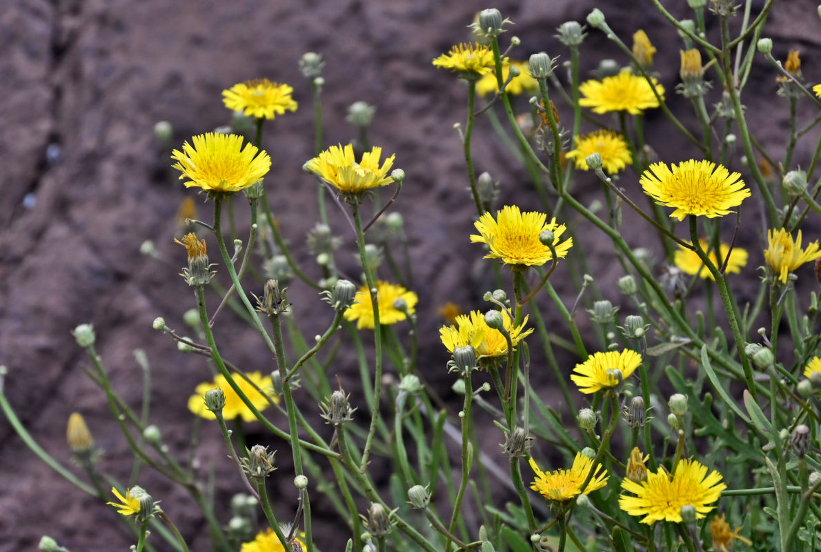 Image of Tolpis succulenta specimen.
