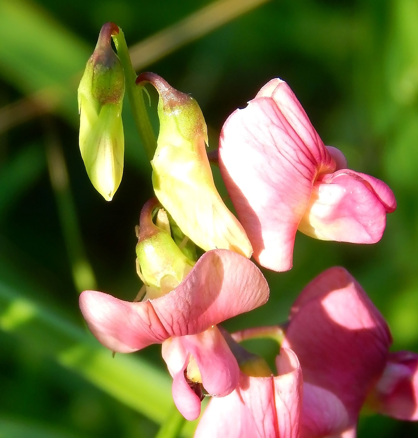 Изображение особи Lathyrus tuberosus.