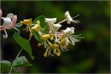Lonicera caprifolium. Соцветие. Московская обл., Раменский р-н, окр. дер. Хрипань, садовый участок. 07.06.2026.