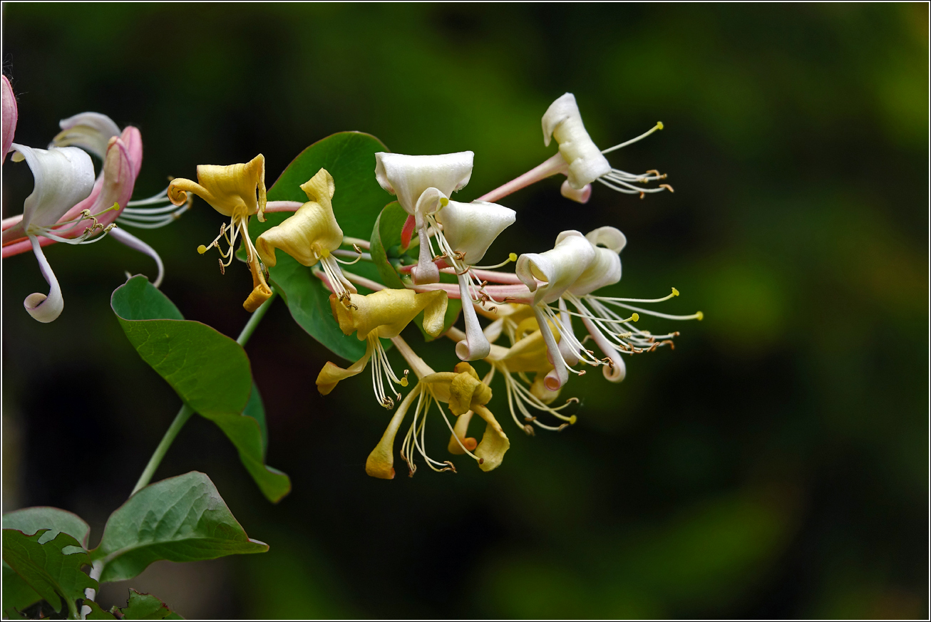 Изображение особи Lonicera caprifolium.