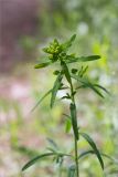 род Euphorbia. Верхушка побега с развивающимся соцветием. Республика Татарстан, окр. с. Камское Устье, дол. р. Волга, хвойно-широколиственный лес (с Pinus, Quercus, Ulmus, Acer), обочина грунтовой дороги. 01.06.2026.