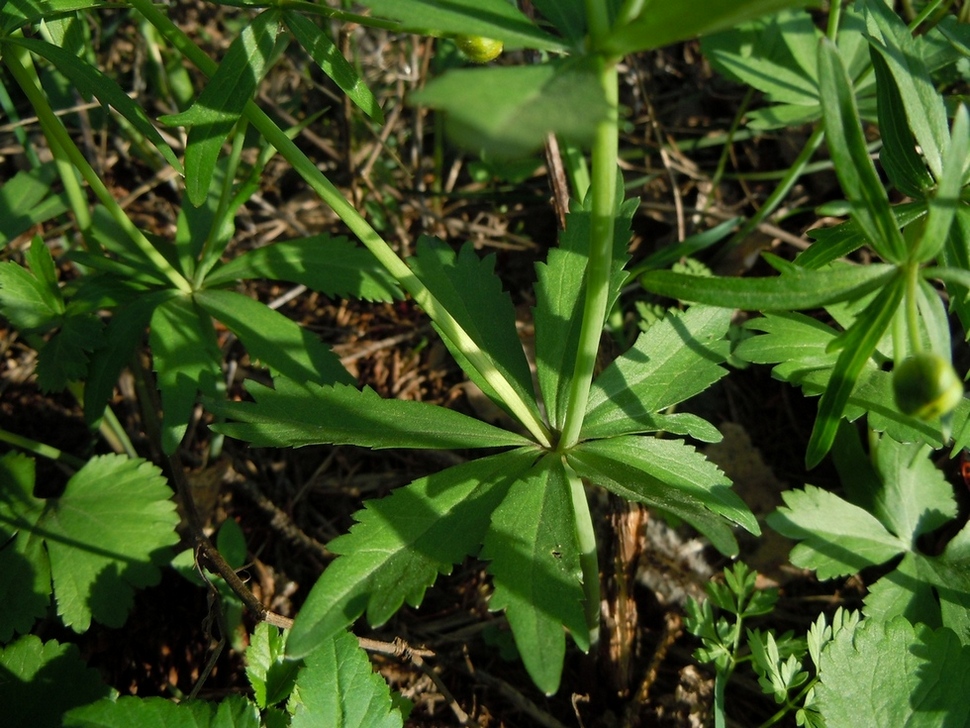 Image of genus Ranunculus specimen.