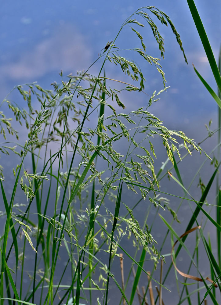 Изображение особи семейство Poaceae.