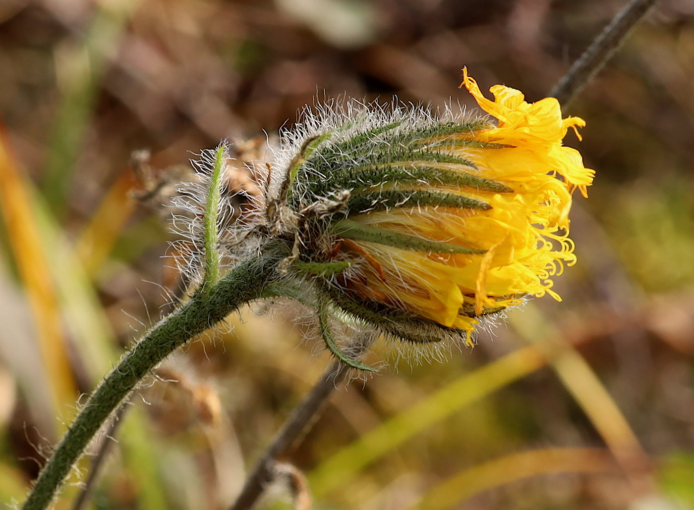 Image of Hieracium alpinum specimen.