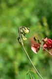 Lathyrus miniatus. Бутонизирующее соцветие. Турция, ил Артвин, р-н Юсуфели, 400 м ниже дер. Гюльпынар, выс. 1520 м н.у.м., обочина дороги со стороны обрыва. 13 июня 2026 г.