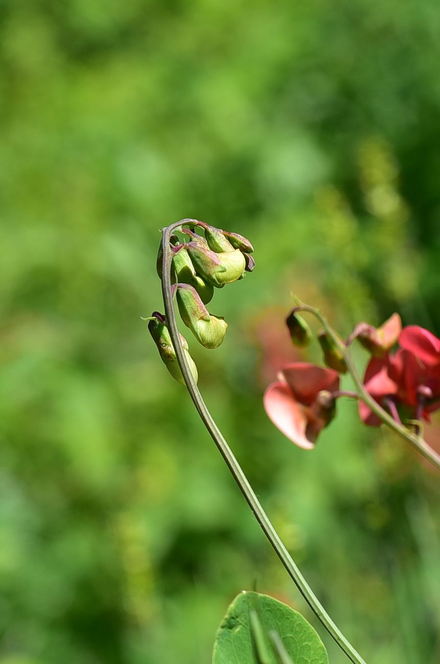 Image of Lathyrus miniatus specimen.