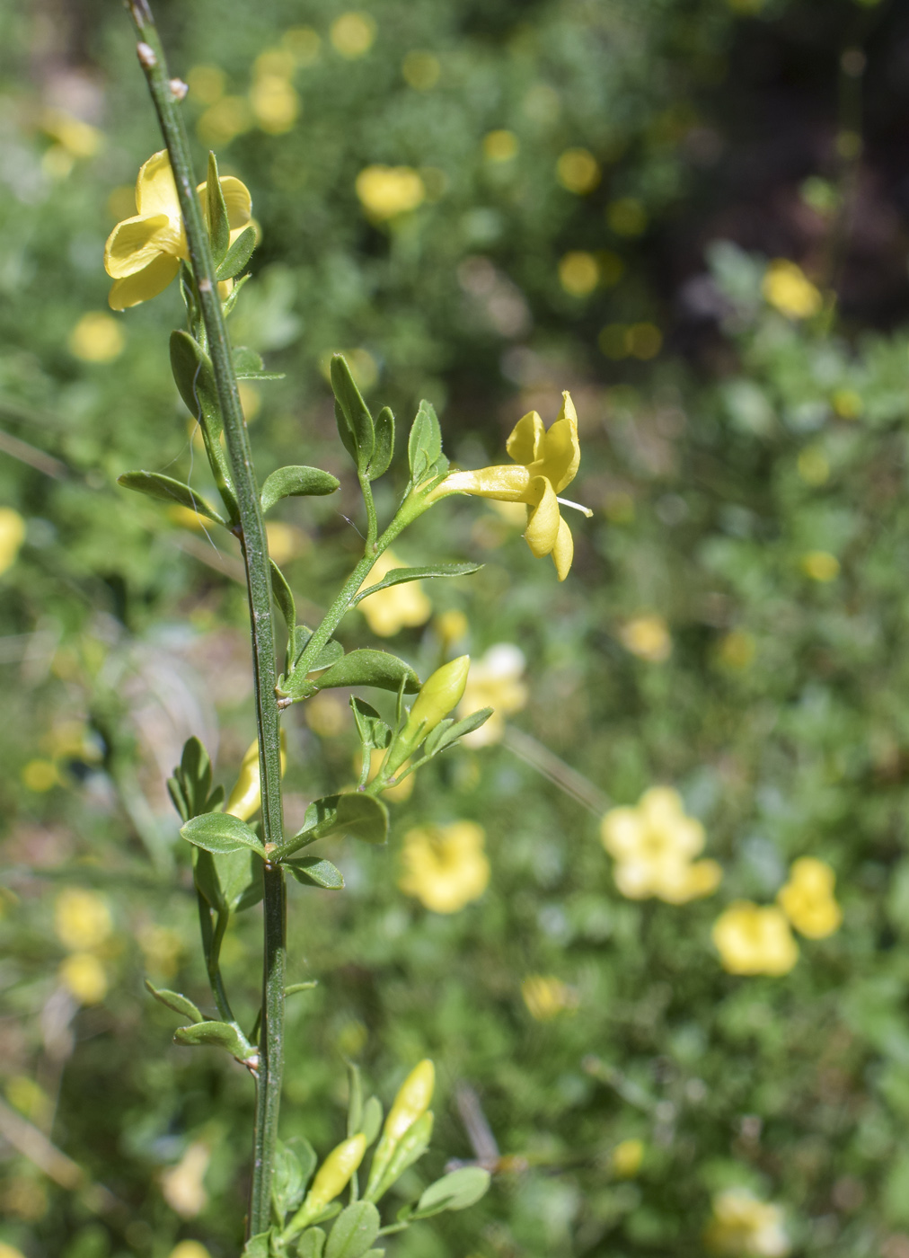 Image of Jasminum fruticans specimen.