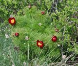 Paeonia tenuifolia