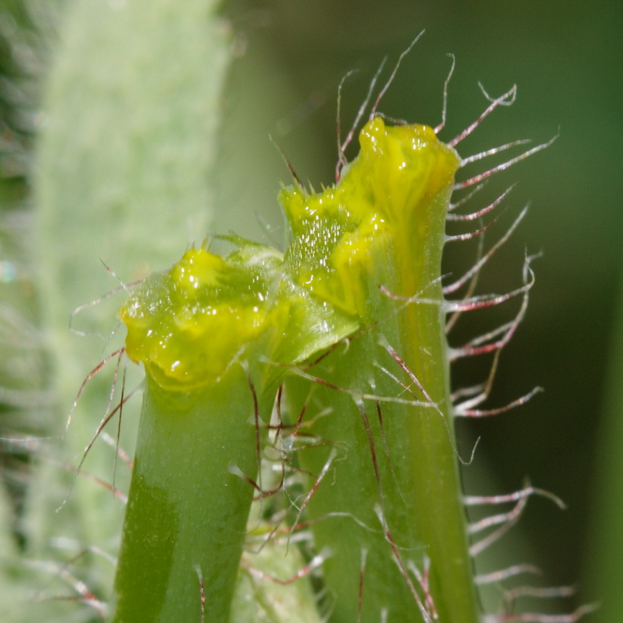 Image of Papaver stevenianum specimen.