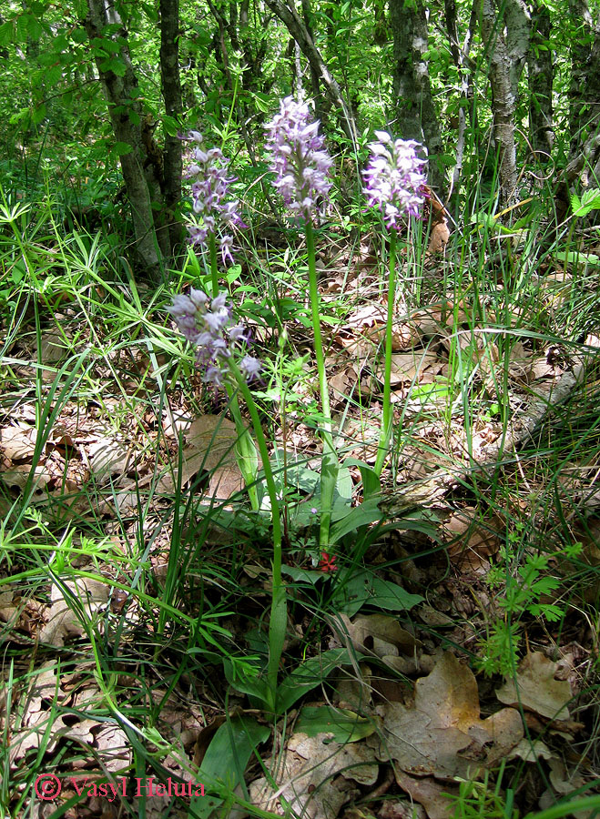 Image of Orchis simia specimen.