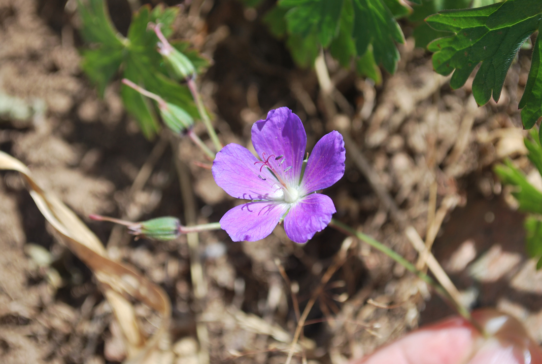 Изображение особи Geranium ferganense.