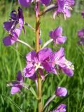 Image of taxon representative. Author is Юрий Панов