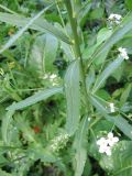 Armoracia rusticana
