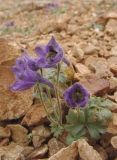 Delphinium caucasicum