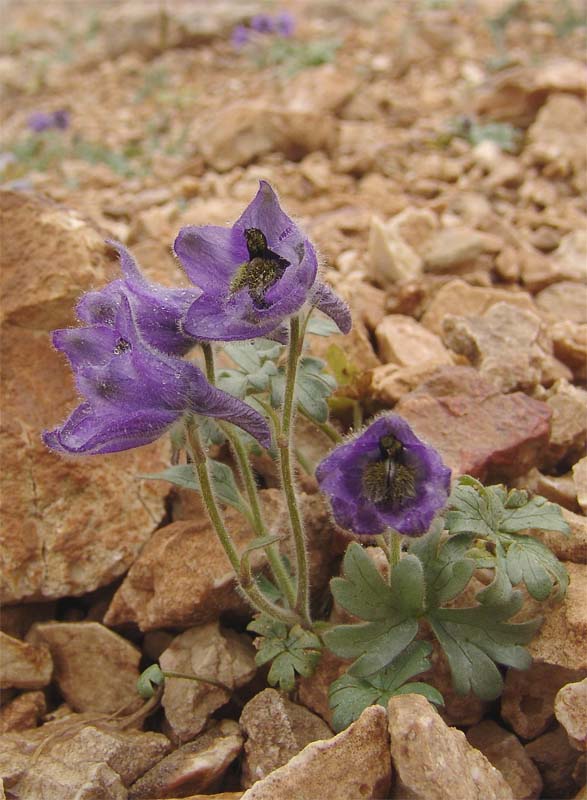 Image of Delphinium caucasicum specimen.