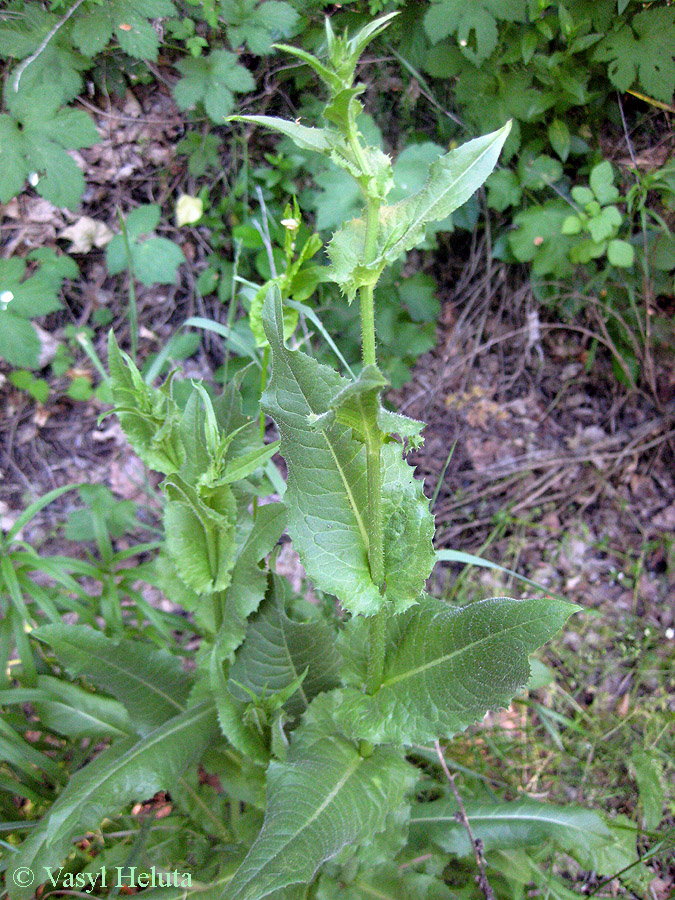 Image of Cichorium intybus specimen.