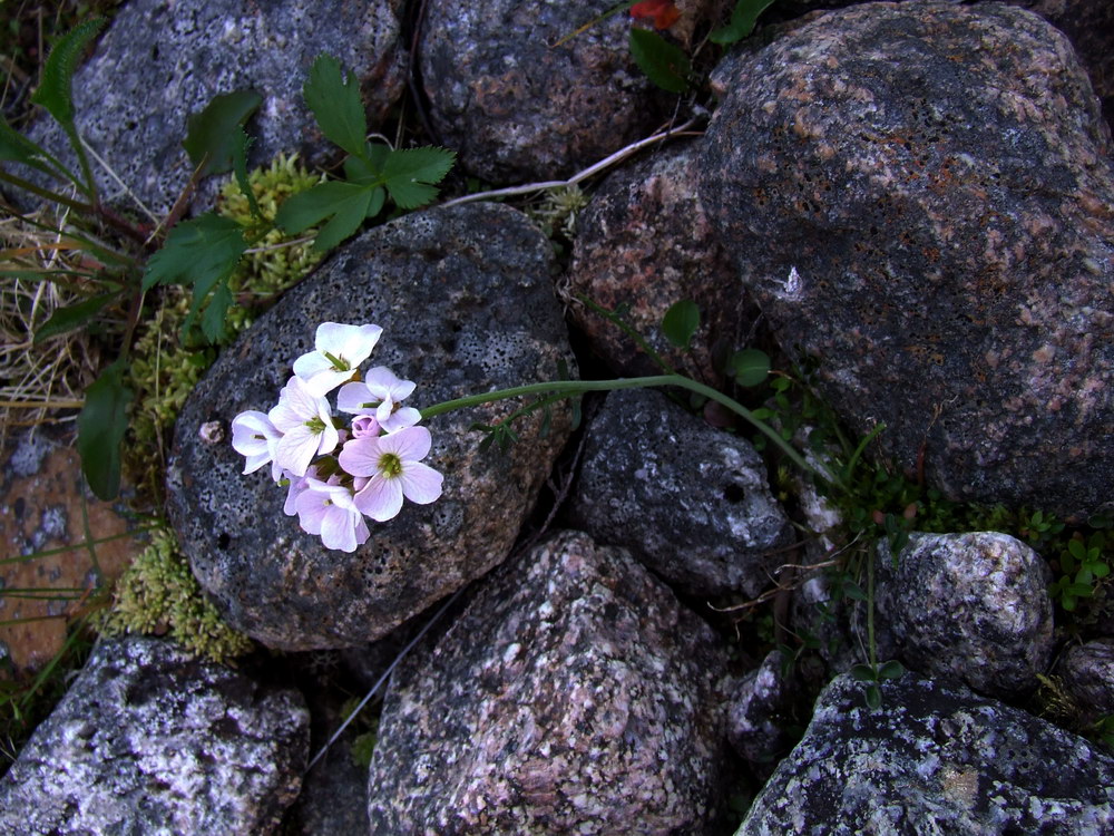 Изображение особи Cardamine nymanii.