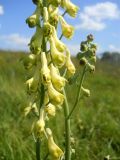 Aconitum barbatum. Часть соцветия. Новосибирская обл., Искитимский р-н, окр. пос. Евсино, скальные обнажения на р. Шипунихе, ложбина между скалами. 20 июля 2011 г.