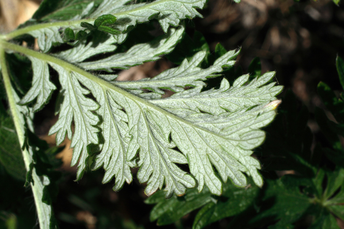 Изображение особи Potentilla fedtschenkoana.