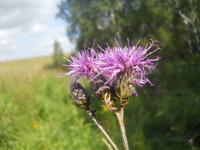 Изображение особи Serratula coronata.