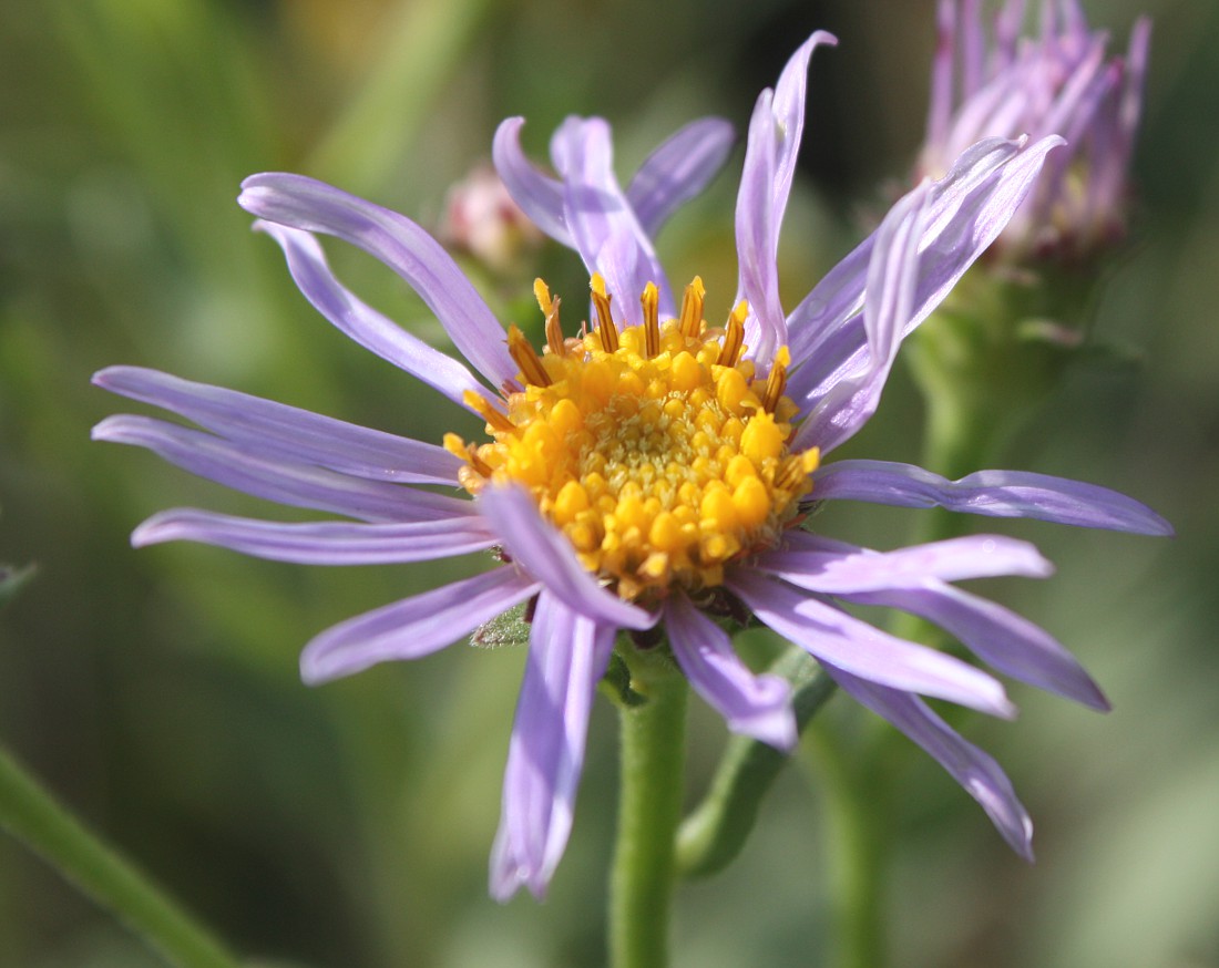 Изображение особи Aster amellus.