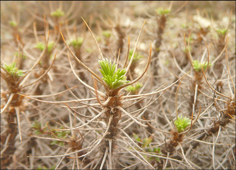 Изображение особи Astragalus arnacanthoides.