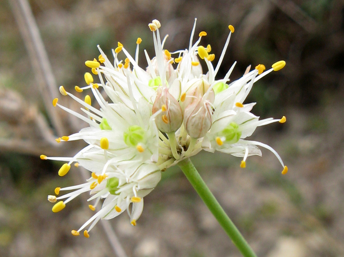 Image of Allium marschallianum specimen.