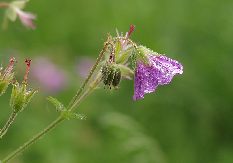 Изображение особи Geranium sylvaticum.