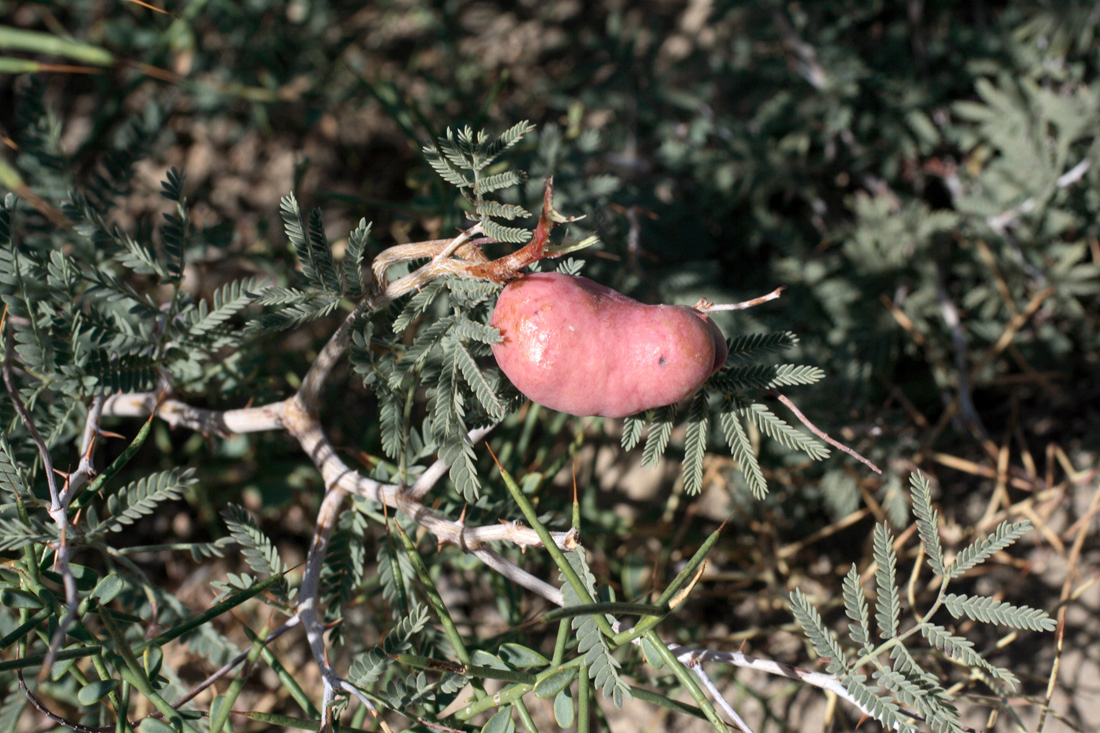 Изображение особи Lagonychium farctum.