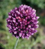 Allium rotundum. Соцветие. Воронежская обл., Павловский р-н, окр. с. Михайловка (Шипов лес), склон оврага. 18.06.2011.