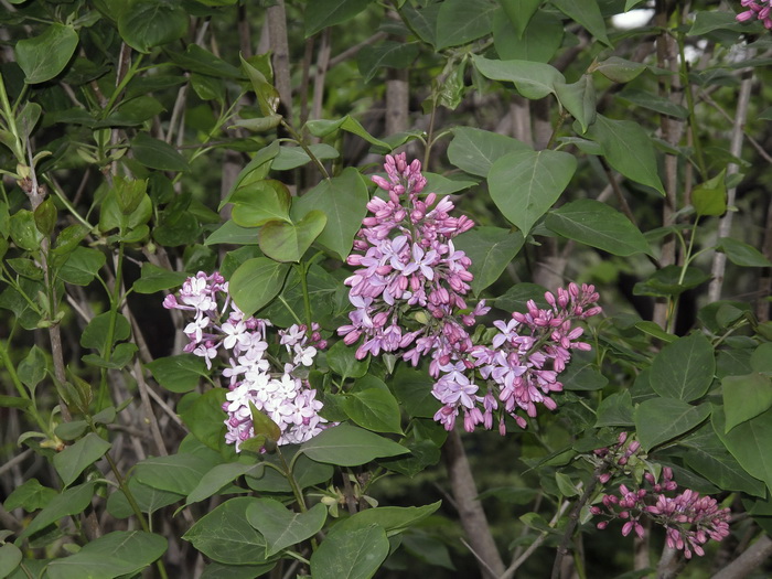 Image of Syringa vulgaris specimen.