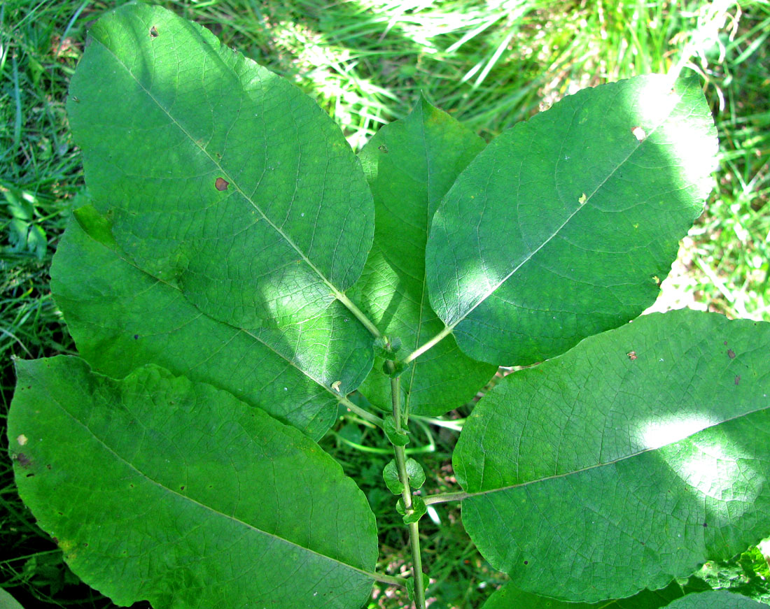 Image of Salix × capreola specimen.