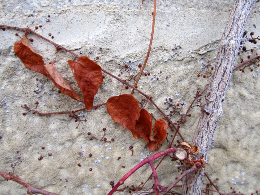 Image of Parthenocissus tricuspidata specimen.