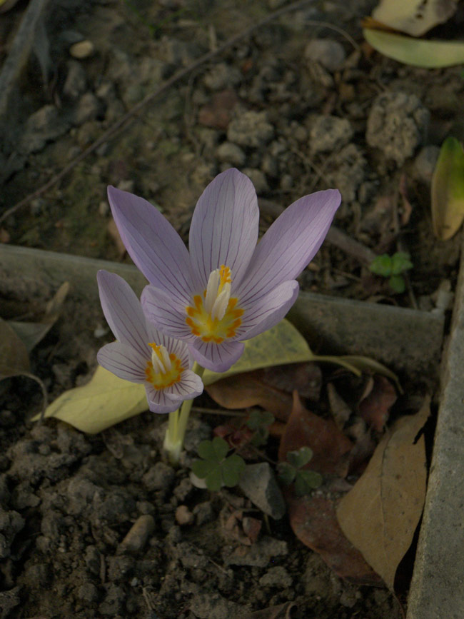 Image of Crocus kotschyanus specimen.