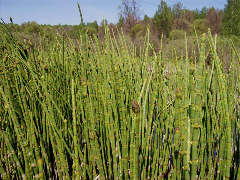 Изображение особи Equisetum fluviatile.