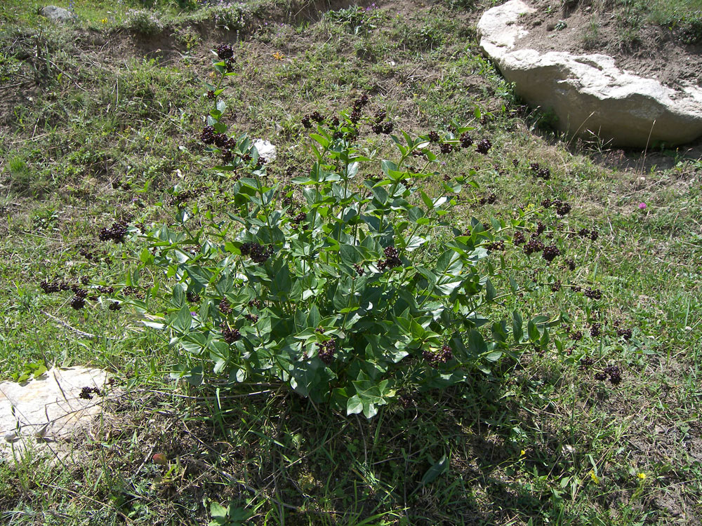 Image of Vincetoxicum funebre specimen.