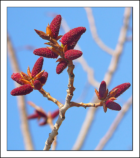 Изображение особи Populus nigra.