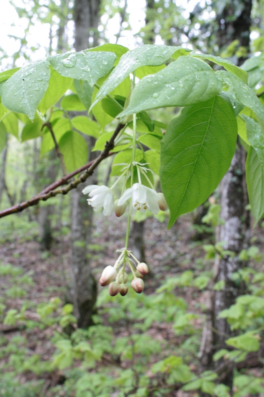 Изображение особи Staphylea pinnata.