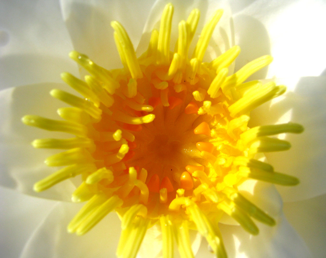Image of Nymphaea alba specimen.
