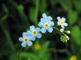 Myosotis palustris